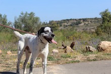 DANTE, Hund, Mischlingshund in Spanien - Bild 20