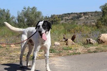 DANTE, Hund, Mischlingshund in Spanien - Bild 21