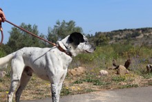 DANTE, Hund, Mischlingshund in Spanien - Bild 7