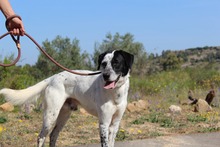 DANTE, Hund, Mischlingshund in Spanien - Bild 9