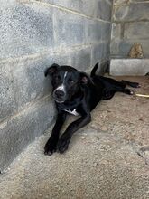 SALAME, Hund, Mischlingshund in Portugal - Bild 5