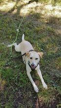 BELA, Hund, Mischlingshund in Portugal - Bild 10