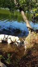 BELA, Hund, Mischlingshund in Portugal - Bild 6