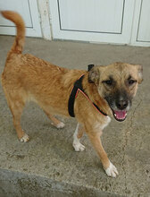 ZIGGY, Hund, Mischlingshund in Bulgarien - Bild 2