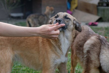 ZIGGY, Hund, Mischlingshund in Bulgarien - Bild 3
