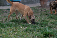 ZIGGY, Hund, Mischlingshund in Bulgarien - Bild 4