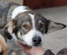 JOEWELSH, Hund, Mischlingshund in Bulgarien - Bild 1