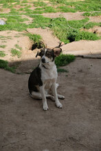 JOEWELSH, Hund, Mischlingshund in Bulgarien - Bild 2