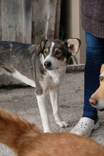 JOEWELSH, Hund, Mischlingshund in Bulgarien - Bild 3