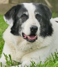 DORLY, Hund, Mischlingshund in Griechenland - Bild 1