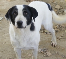 DORLY, Hund, Mischlingshund in Griechenland - Bild 11