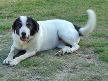 DORLY, Hund, Mischlingshund in Griechenland - Bild 14