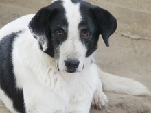 DORLY, Hund, Mischlingshund in Griechenland - Bild 16