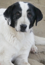 DORLY, Hund, Mischlingshund in Griechenland - Bild 17