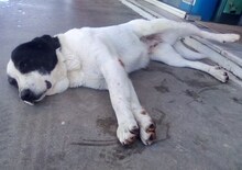 DORLY, Hund, Mischlingshund in Griechenland - Bild 18