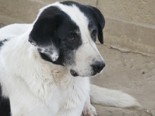 DORLY, Hund, Mischlingshund in Griechenland - Bild 19