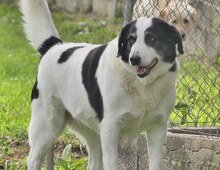 DORLY, Hund, Mischlingshund in Griechenland - Bild 2
