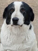 DORLY, Hund, Mischlingshund in Griechenland - Bild 22