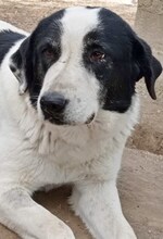 DORLY, Hund, Mischlingshund in Griechenland - Bild 23