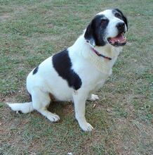DORLY, Hund, Mischlingshund in Griechenland - Bild 26