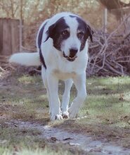 DORLY, Hund, Mischlingshund in Griechenland - Bild 27