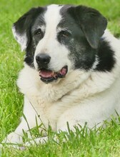DORLY, Hund, Mischlingshund in Griechenland - Bild 3