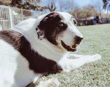 DORLY, Hund, Mischlingshund in Griechenland - Bild 30