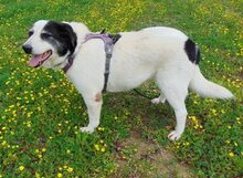 DORLY, Hund, Mischlingshund in Griechenland - Bild 31