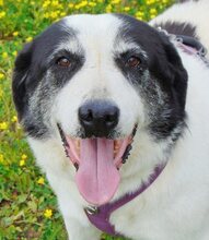DORLY, Hund, Mischlingshund in Griechenland - Bild 32