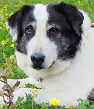 DORLY, Hund, Mischlingshund in Griechenland - Bild 34
