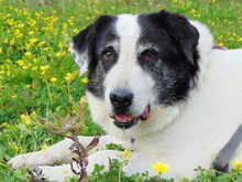 DORLY, Hund, Mischlingshund in Griechenland - Bild 35