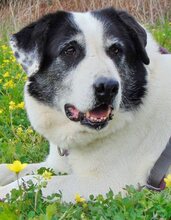 DORLY, Hund, Mischlingshund in Griechenland - Bild 36