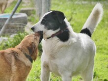 DORLY, Hund, Mischlingshund in Griechenland - Bild 4
