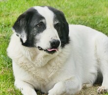 DORLY, Hund, Mischlingshund in Griechenland - Bild 6