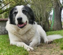 DORLY, Hund, Mischlingshund in Griechenland - Bild 7