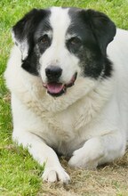 DORLY, Hund, Mischlingshund in Griechenland - Bild 8