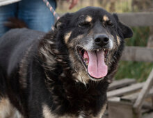 CESARE, Hund, Mischlingshund in Bulgarien - Bild 5