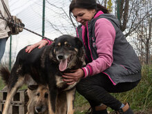 CESARE, Hund, Mischlingshund in Bulgarien - Bild 7