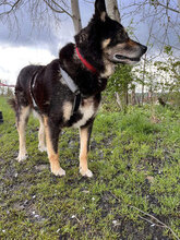CESARE, Hund, Mischlingshund in Einsbach - Bild 2