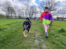 CESARE, Hund, Mischlingshund in Einsbach - Bild 3