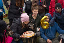 CESARE, Hund, Mischlingshund in Einsbach - Bild 4
