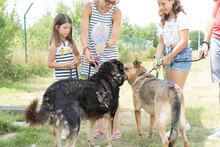 CESARE, Hund, Mischlingshund in Einsbach - Bild 8