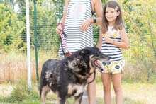 CESARE, Hund, Mischlingshund in Einsbach - Bild 9
