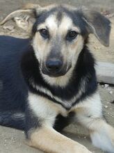 MANDY, Hund, Mischlingshund in Griechenland - Bild 12