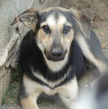 MANDY, Hund, Mischlingshund in Griechenland - Bild 14