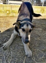 MANDY, Hund, Mischlingshund in Griechenland - Bild 18