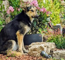 MANDY, Hund, Mischlingshund in Griechenland - Bild 2