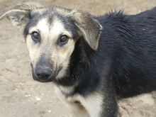 MANDY, Hund, Mischlingshund in Griechenland - Bild 22