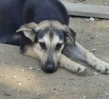 MANDY, Hund, Mischlingshund in Griechenland - Bild 23
