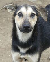MANDY, Hund, Mischlingshund in Griechenland - Bild 24